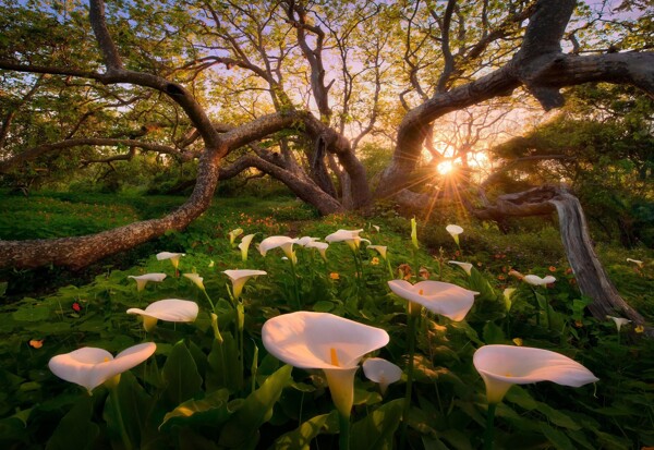 夏季清爽森林百合花朵阳光背景大图