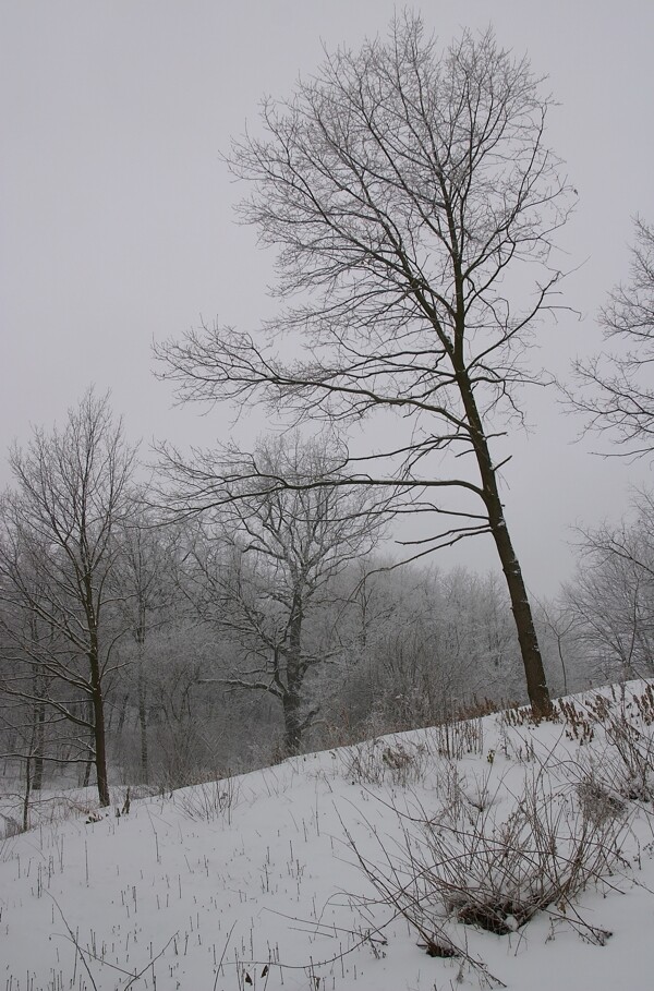 树林上的积雪图片