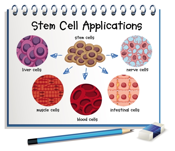 显示不同的干细胞的应用程序图