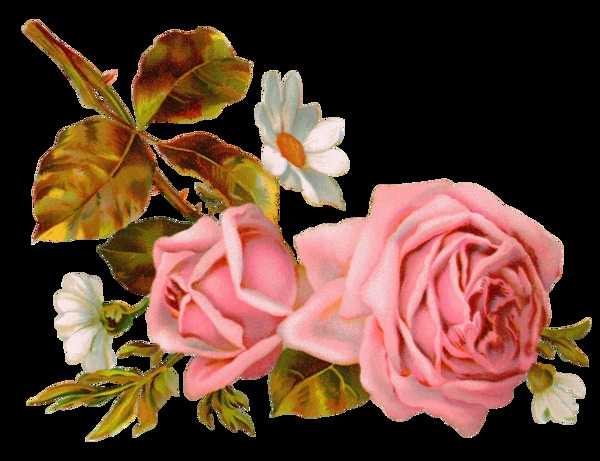 手绘逼真粉红色玫瑰png透明素材