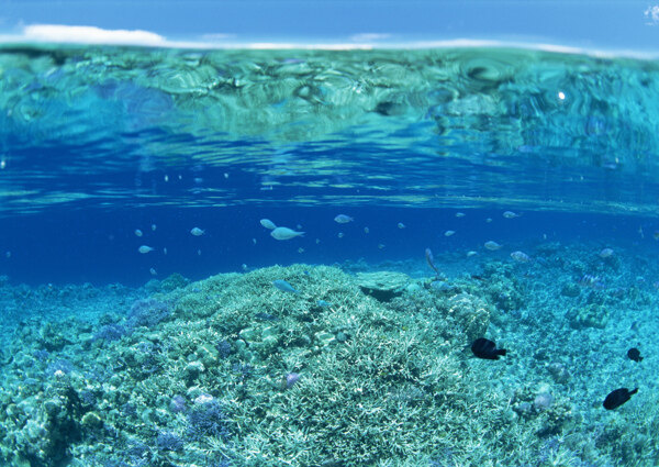 大海深海海底珊瑚礁清澈鱼