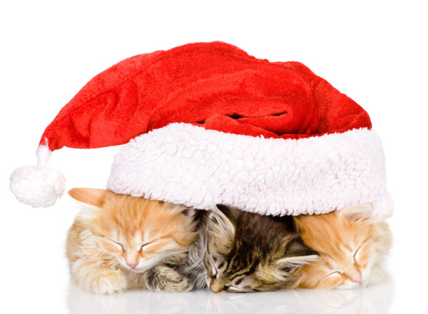 圣诞帽子里的小猫图片