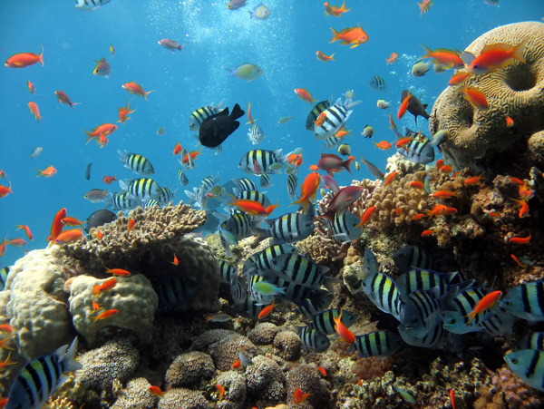 海洋生物