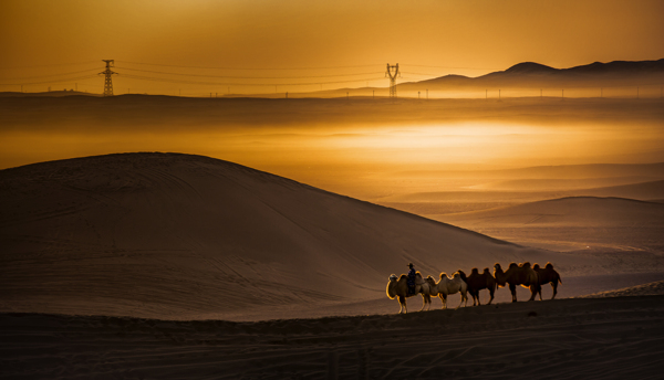 沙漠骆驼摄影