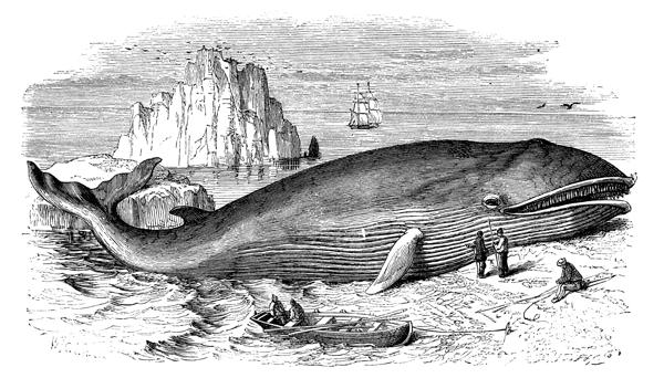 海洋鲸鱼图片