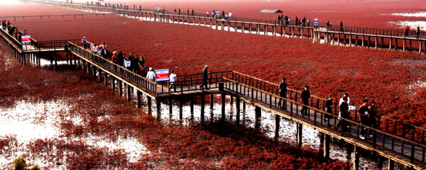 壮观的红海滩图片