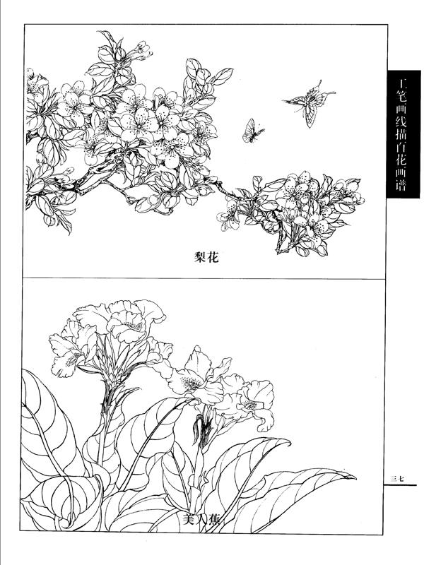 工笔画线描百花画谱梨花图片