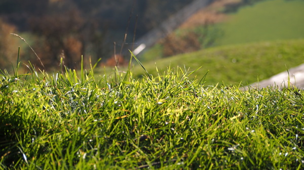 春天绿色小草风景图片
