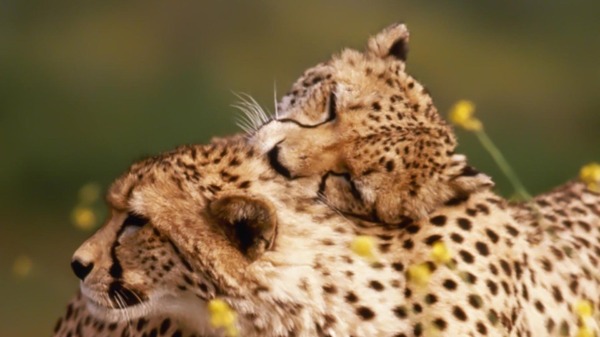 可爱两只猎豹图片