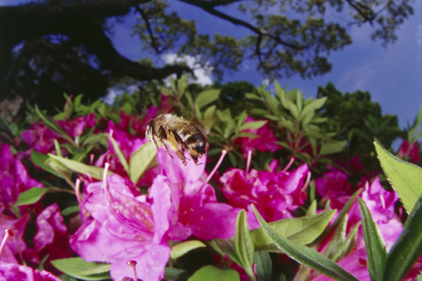 花丛中采蜜的蜜蜂图片