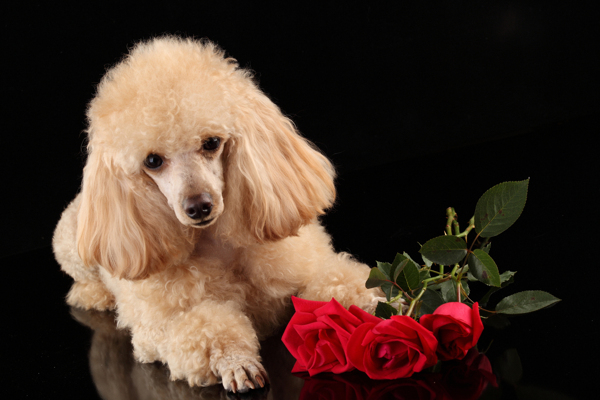 可爱的小狗与玫瑰花图片