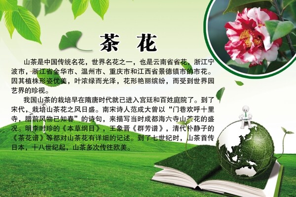 茶花百科图片