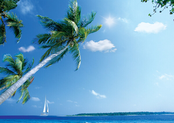 湛蓝海天椰树图片