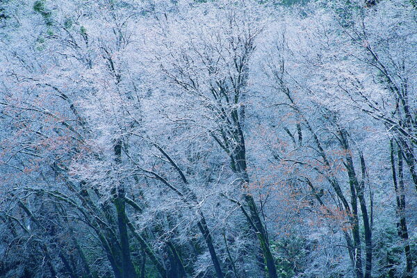 冬天雪景雪景大雪