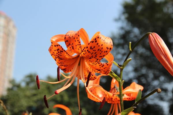 百合花图片