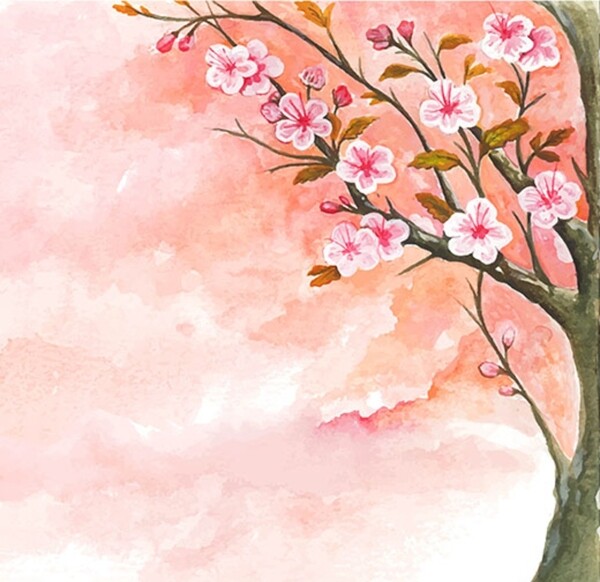 手绘水彩樱花插图