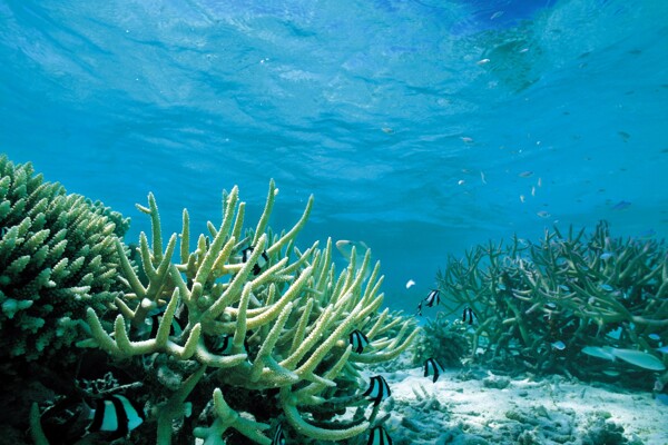 高清海洋珊瑚图片