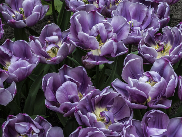紫色的鲜花花丛