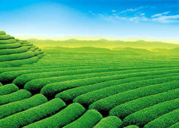 蓝天绿茶图片
