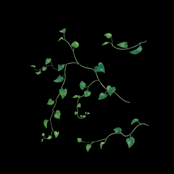 中国风写实三枝绿萝古风花草植物