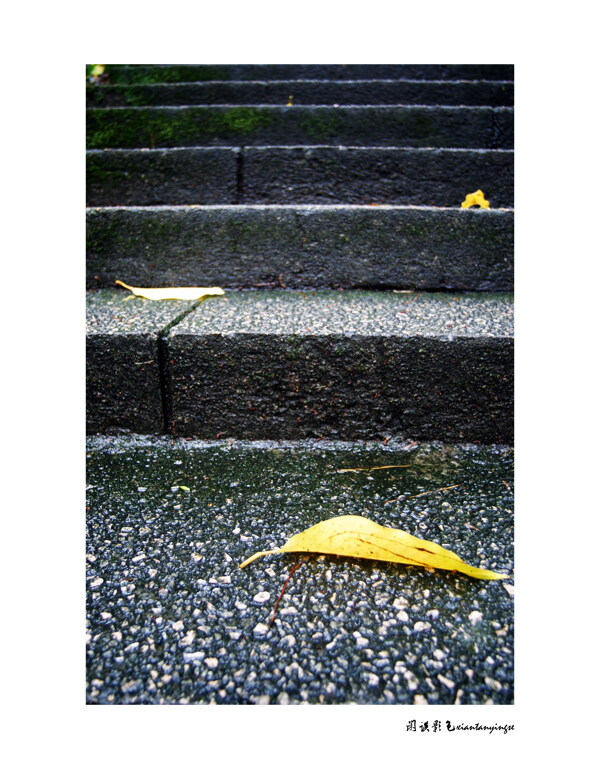 雨中枯叶