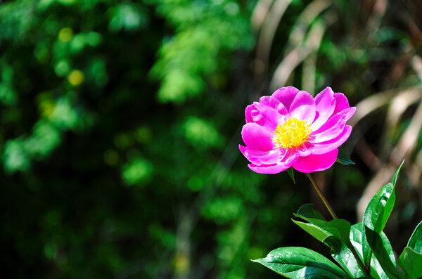 芍药花图片