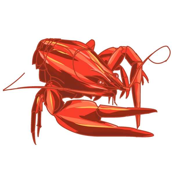 红色大头小龙虾