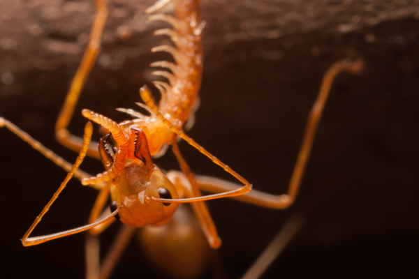 搬食物的蚂蚁摄影图片