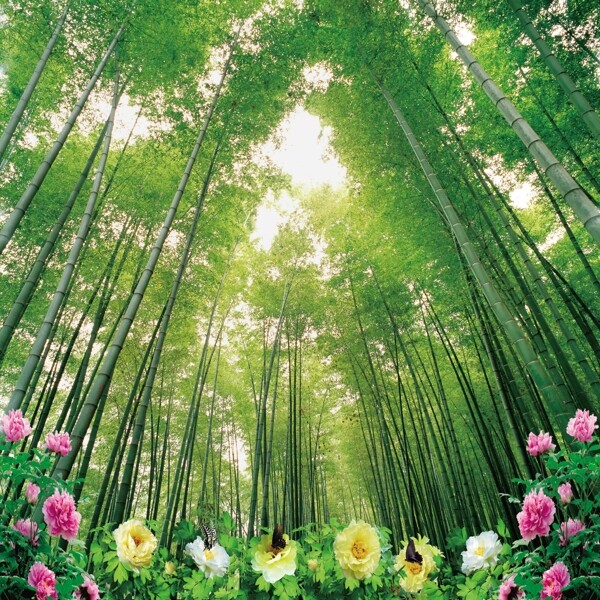 竹林牡丹花图片