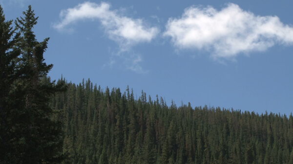 快速移动的松树森林蓄积的视频片段云