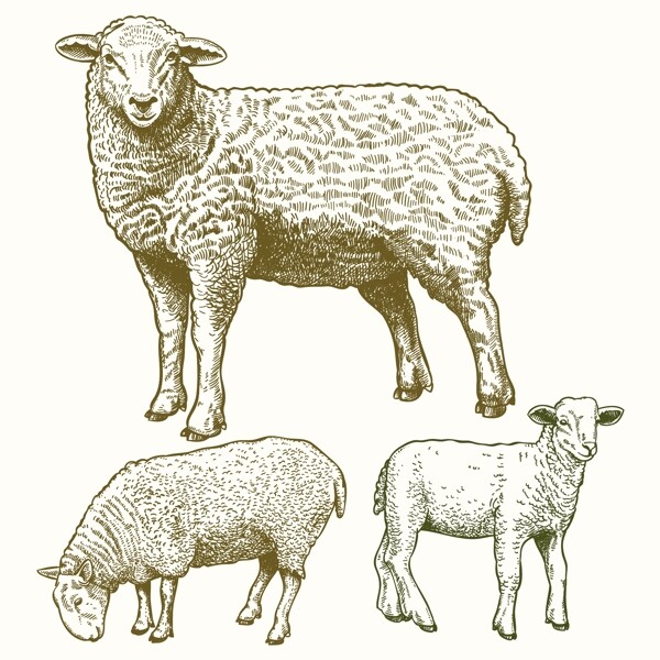 羊羊图片