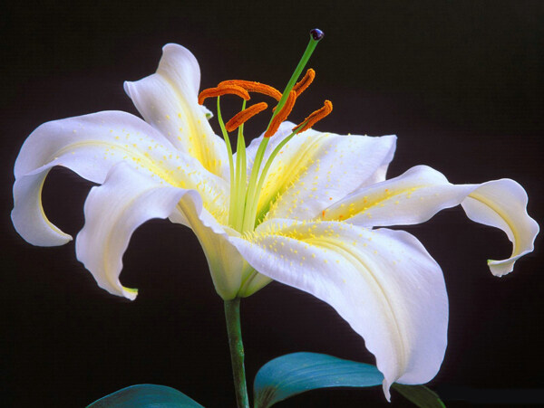 位图写实花卉植物摄影花卉免费素材