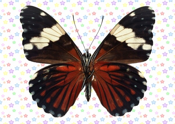红黑色白条蝴蝶图片