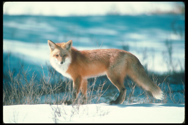 雪地里的狐狸摄影图片