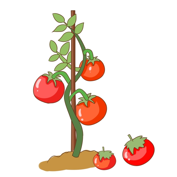 红色的西红柿手绘插画