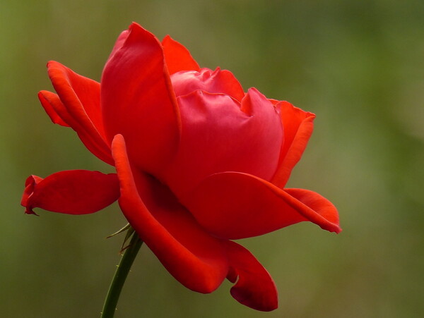 鲜艳红色玫瑰花图片