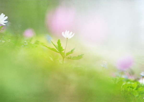 梦幻鲜花摄影图片