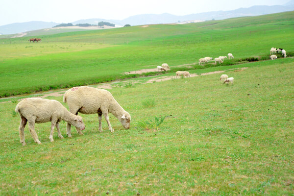 草原羊群