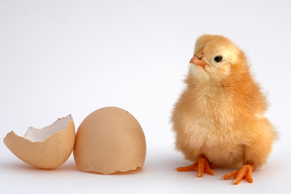 可爱的小鸡与鸡蛋高清图片