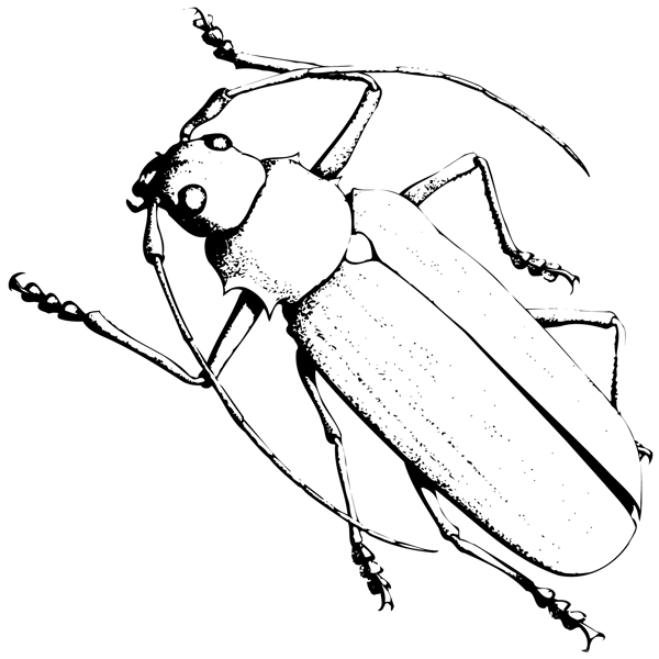 甲虫昆虫矢量素材EPS格式0084