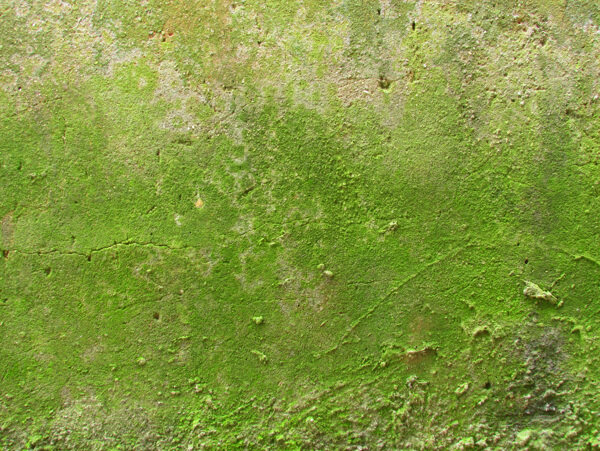 生苔藓的水泥墙图片