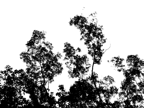 树木剪影2图片