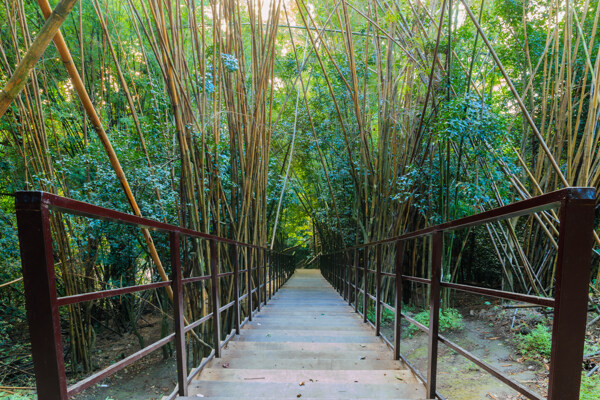 台阶道路两边的竹子图片