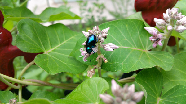 花朵上的蓝色甲虫图片