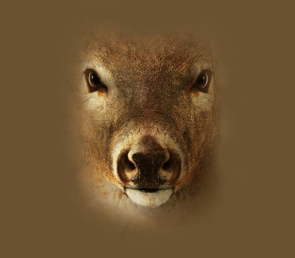 位图动物动物特写鹿色彩免费素材