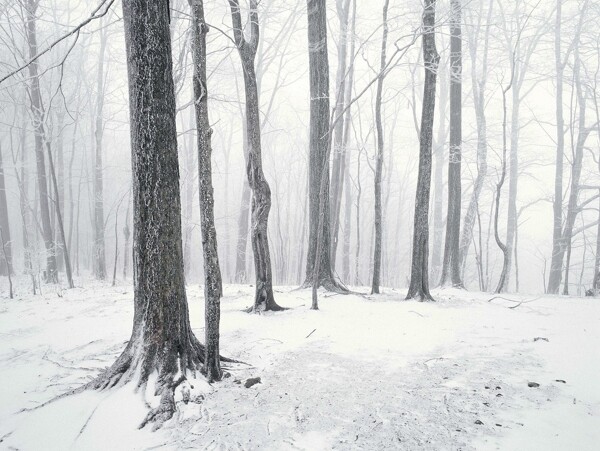 冬季树林风景摄影图片