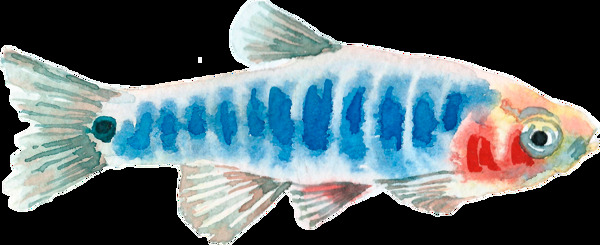 手绘水彩深海鱼