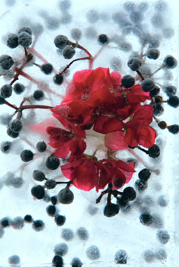 冰封的花朵图片