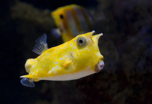 海底黄色的小鱼图片