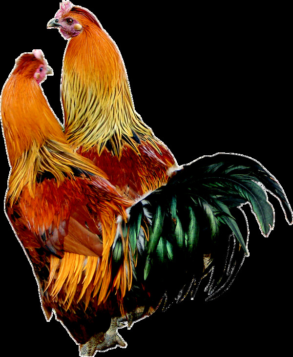 彩色羽毛公鸡图片免抠png透明图层素材